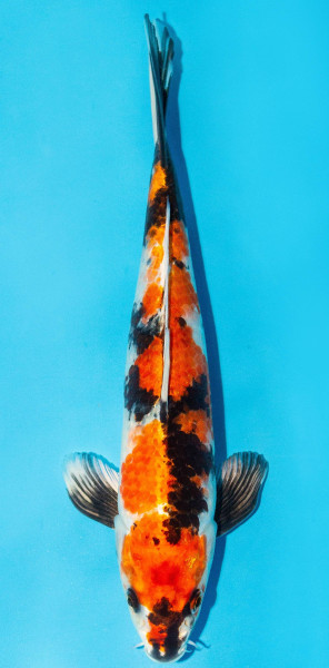 Koi 30-35cm Nr. 3953