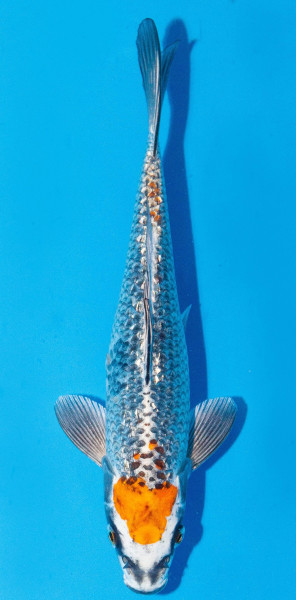 Koi 20-25cm Nr. 1988