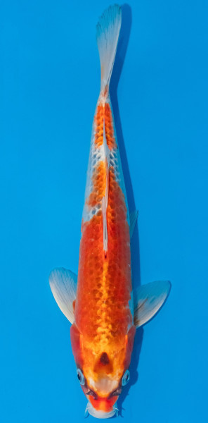 Koi 30-35cm Nr. 1039