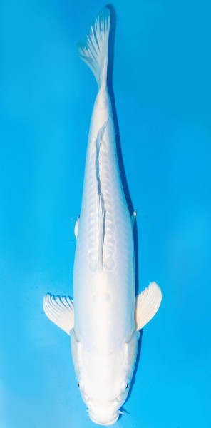 Koi 40-45cm Nr. 1529