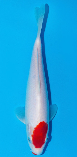 Koi 20-25cm Nr. 1936