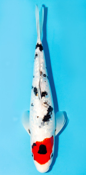 Koi 30-35cm Nr. 3967