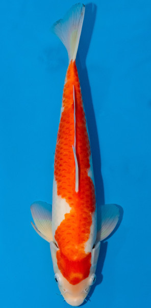 Koi 30-35cm Nr. 1052