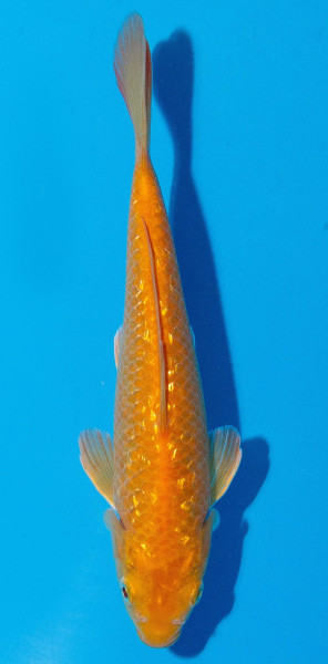 Koi 20-25cm Nr. 1947