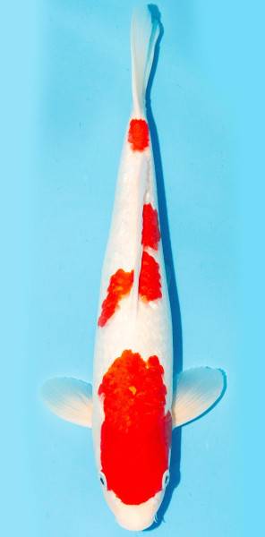 Koi 35-40cm Nr. 1364