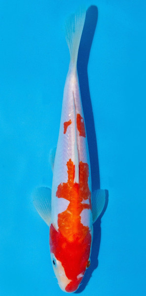 Koi 20-25cm Nr. 1950