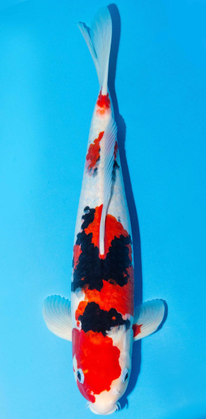 Koi 40-45cm Nr. 1513