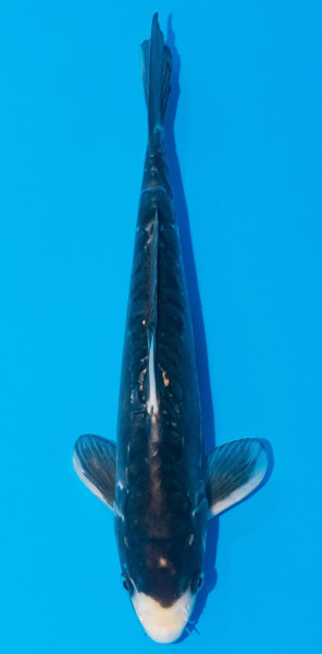 Koi 30-35cm Nr. 1061