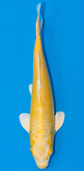 Koi 30-35cm Nr. 1053
