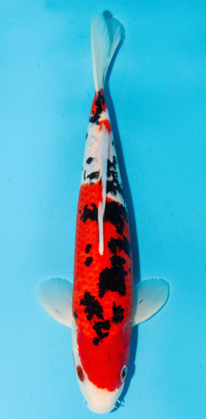 Koi 30-35cm Nr. 3915
