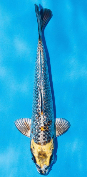 Koi 20-25cm Nr. 2027