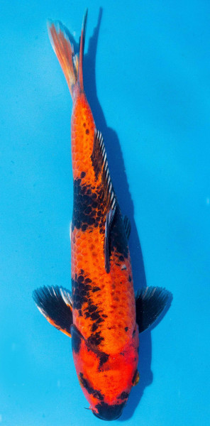 Koi 30-35cm Nr. 1086