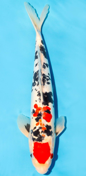 Koi 35-40cm Nr. 1367