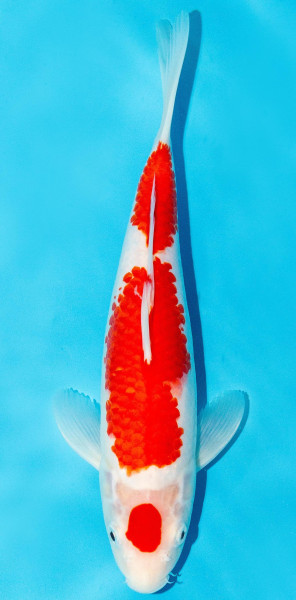 Koi 30-35cm Nr. 3971