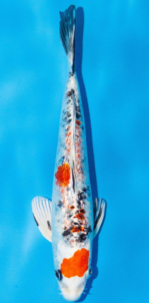 Koi 20-25cm Nr. 1992