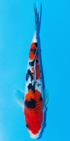 Koi 20-25cm Nr. 1981