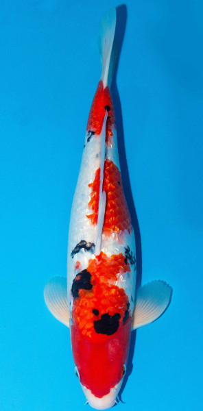 Koi 40-45cm Nr. 1559