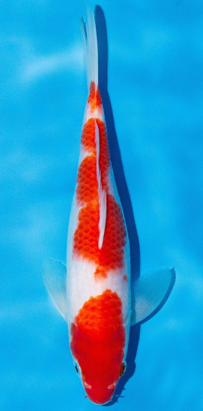 Koi 20-25cm Nr. 2014