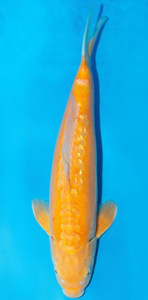 Koi 40-45cm Nr. 1545