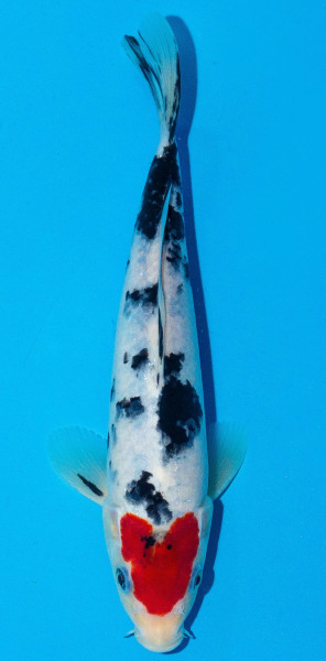 Koi 20-25cm Nr. 1905