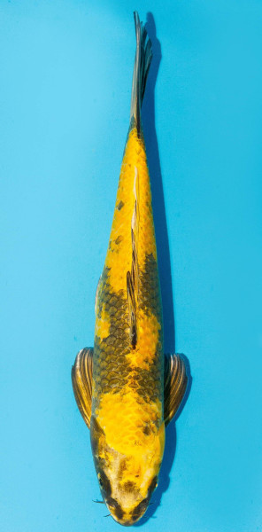 Koi 30-35cm Nr. 3978