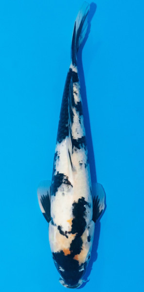 Koi 30-35cm Nr. 1056