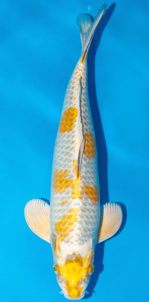 Koi 40-45cm Nr. 1563