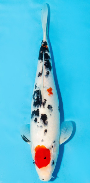 Koi 30-35cm Nr. 3969
