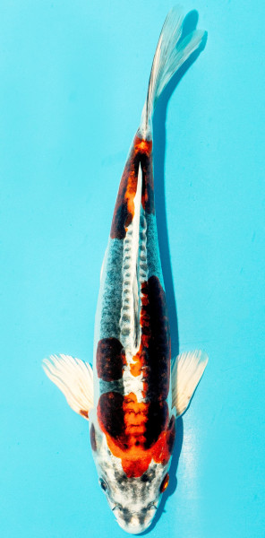 Koi 25-30cm Nr. 3642