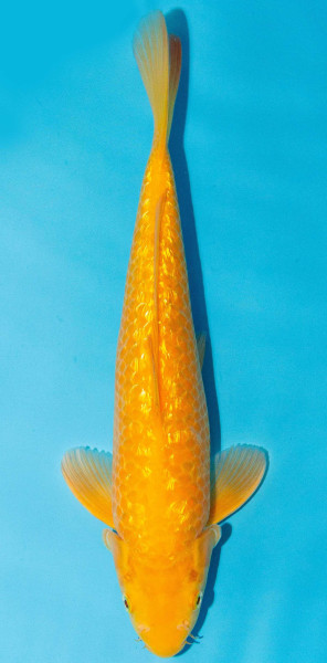 Koi 30-35cm Nr. 3920