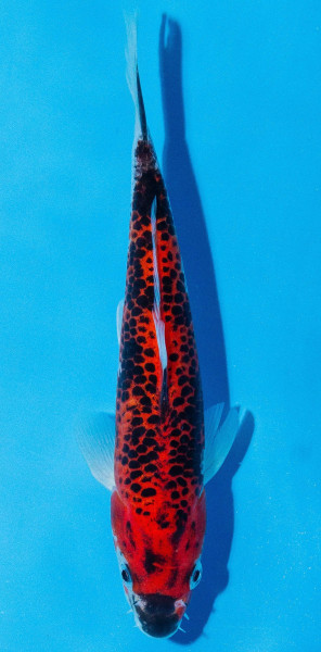 Koi 20-25cm Nr. 2026