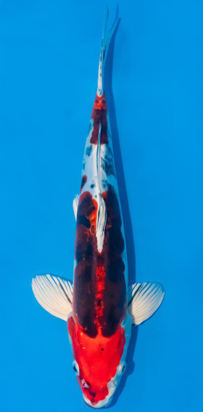 Koi 30-35cm Nr. 1062