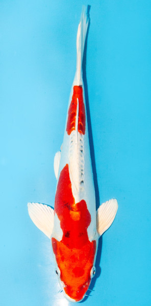 Koi 30-35cm Nr. 3968