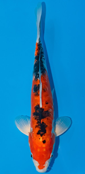 Koi 30-35cm Nr. 1030